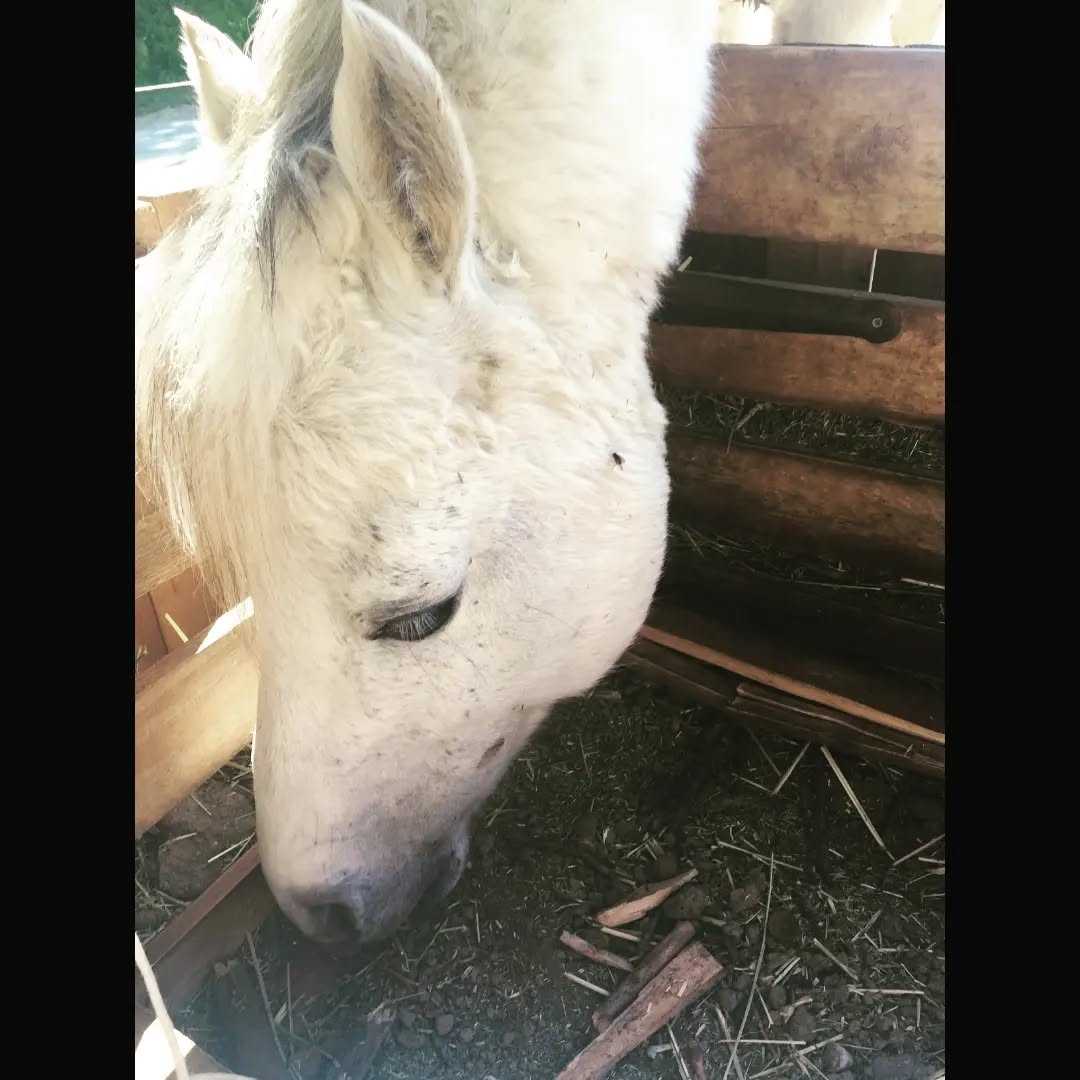 Bonjour,
C'est le cœur en miettes que je vous annonce que notre petit Rambo a rejoint les étoiles dans la nuit de vendredi à samedi des suites d'un probable arrêt cardiaque... 🐴✨️

Nous aurions aimé être là pour ton dernier souffle et te dire merci pour tout ce que tu nous as donné.
Repose en paix. 🙏🏼😇💖💞