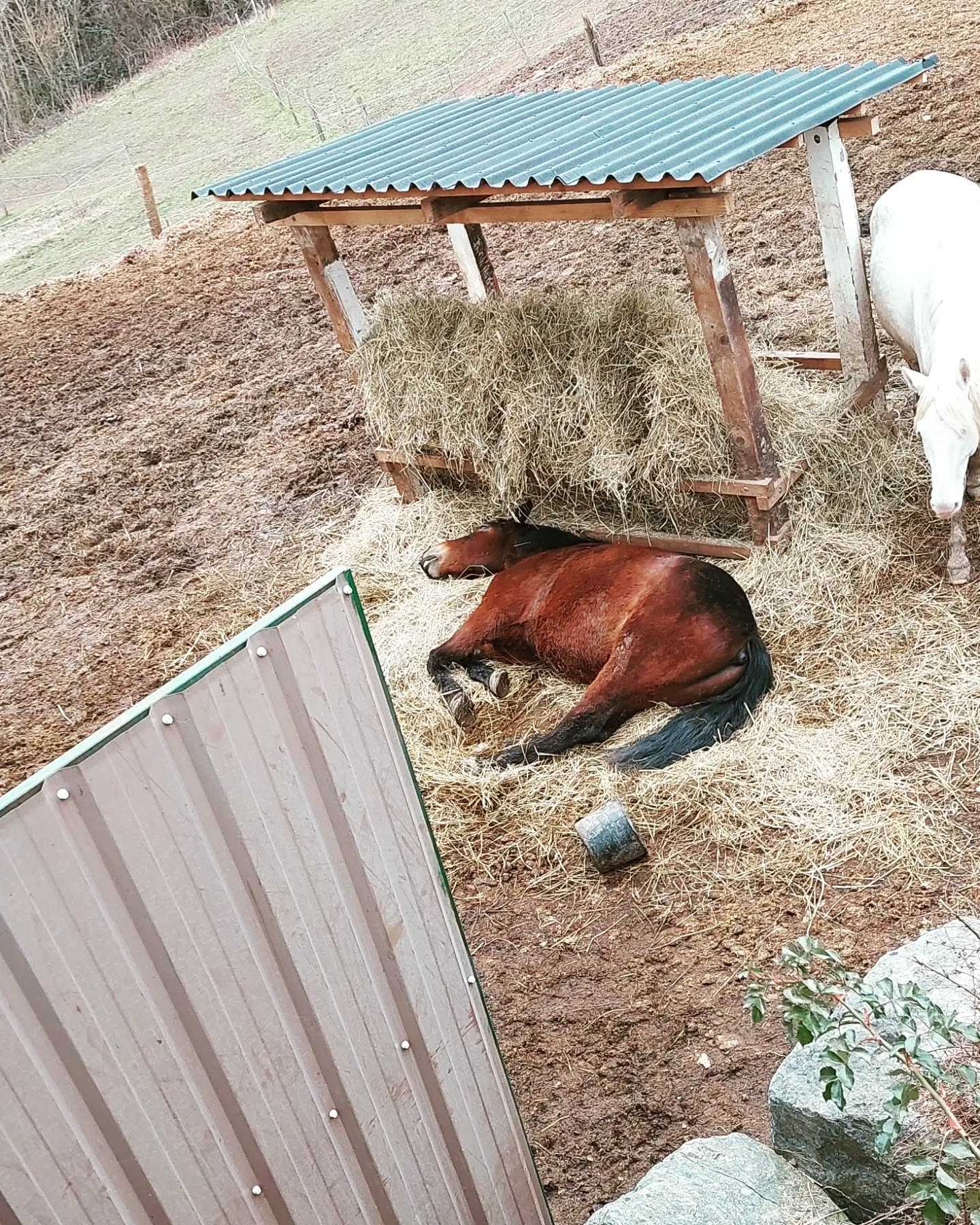 🌞 À partir du samedi 27 août et jusqu'au dimanche 04 septembre inclus, les écuries du Cha'let ferment leurs portes pour une semaine de vacances bien méritée ! 🏖

🦄 Les poneys vont donc partir au parc et aucune visite ne leur sera accordée (sans compter celles de Matéo qui passera les surveiller tous les jours) pour qu'ils puissent profiter au max de leurs vacances ! 🛌

🔜 On se retrouve donc, en forme, à la rentrée à partir du mardi 06 septembre. 🎉

😎 Bonne fin de vacances à tous puis bonne rentrée ! 🎒